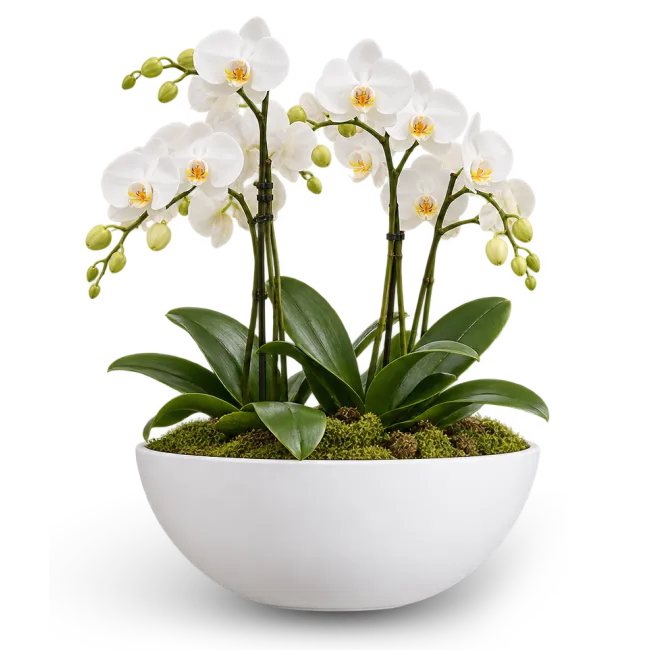 Elegant arrangement of orchids